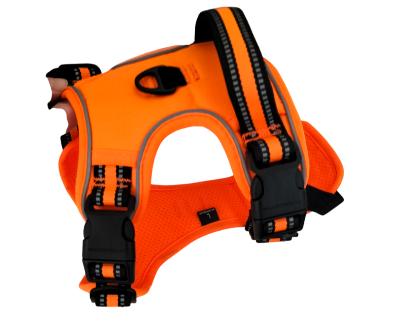 Ensemble harnais et laisse anti-fuite pour chien